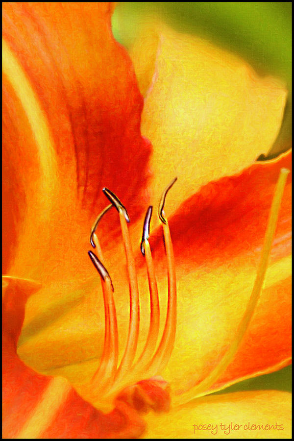 Orange Daylilly Digital Art by Posey Clements