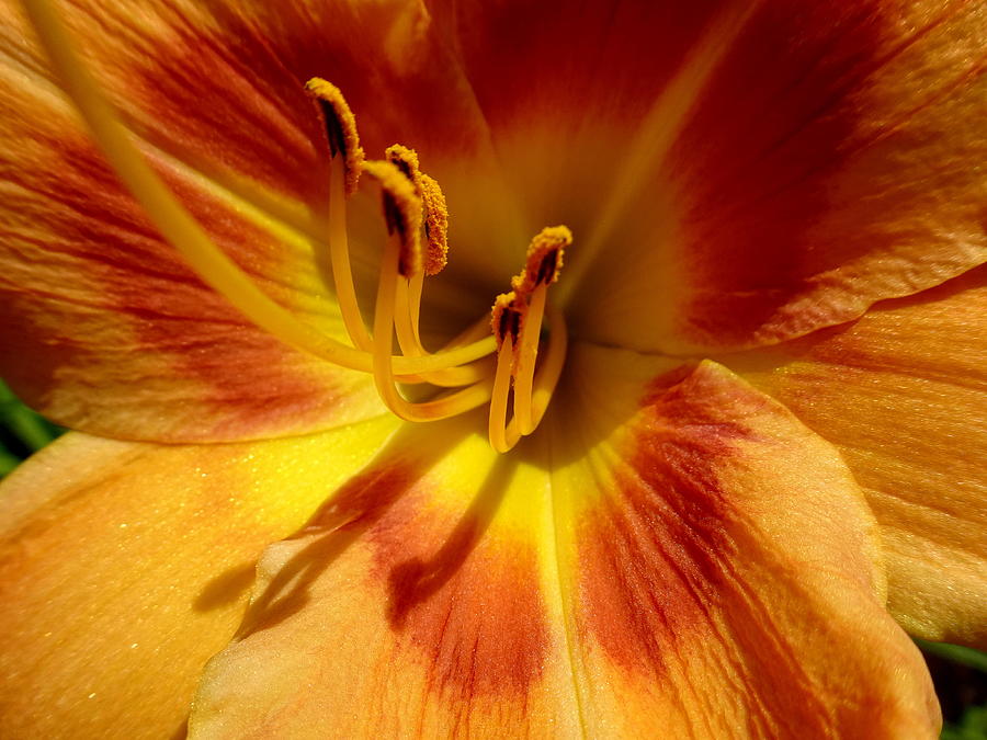 Orange Daylily Close-up Photograph by Lyuba Filatova