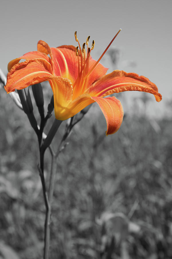 Orange Daylily Photograph by Dylan Punke