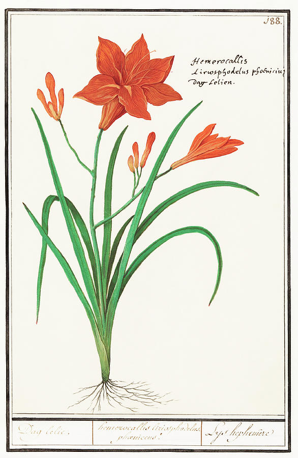 Orange Daylily Flower Mixed Media by World Art Collective