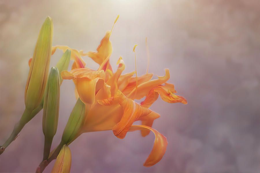 Orange Daylily Painterly Glow Photograph by Patti Deters