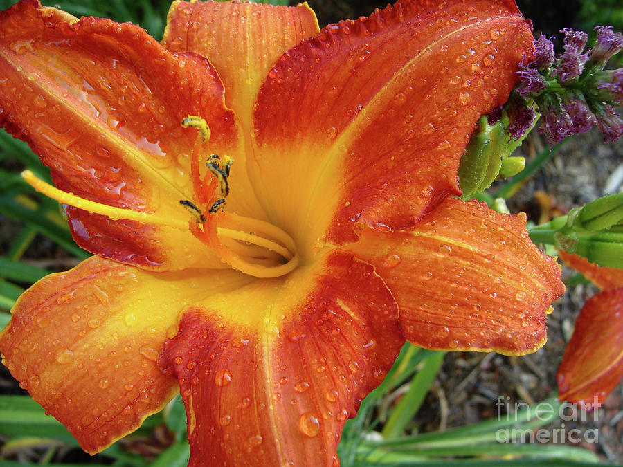Orange Daylily with Dew Photograph by Amy Dundon
