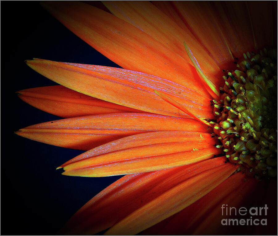 Flower Photograph - Orange Delight by Arnie Goldstein Flower Photograph - Orange Delight by Arnie Goldstein