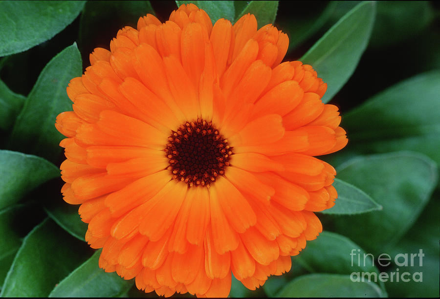 Sunflower Photograph - Orange Delight by Sandra Bronstein