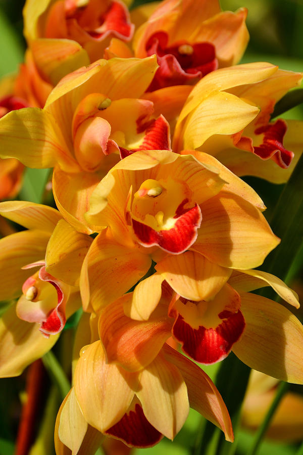 Orange Cymbidium Orchids in Bloom Portrait Photograph by Gaby Ethington