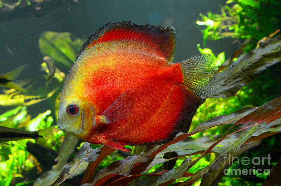 Orange Discus Tropical Fish Photograph