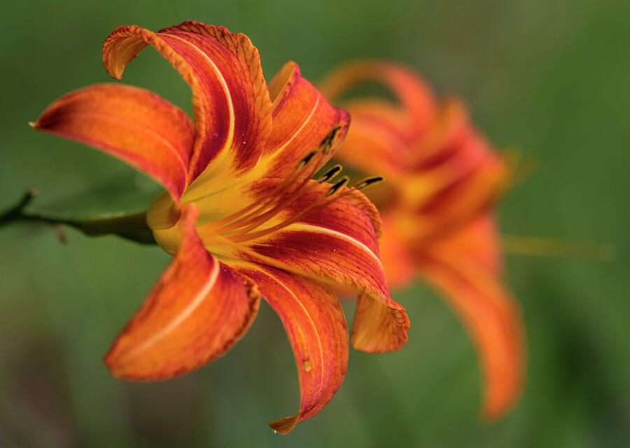 Lily Photograph - Orange Ditch Lily Loveliness  by Kathy Clark