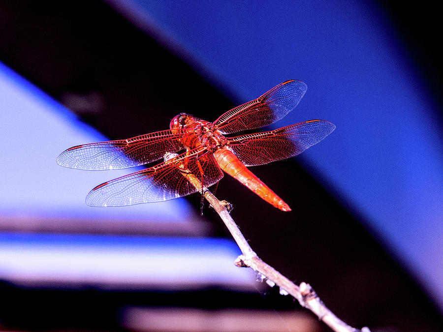 Orange Dragonfly Photograph by David Desautel