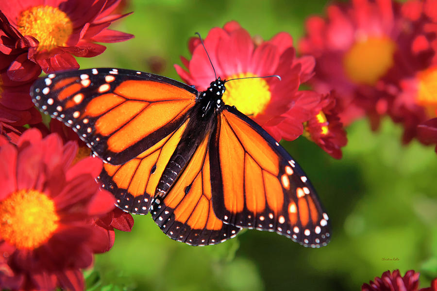 Orange Drift Monarch Butterfly Photograph by Christina Rollo
