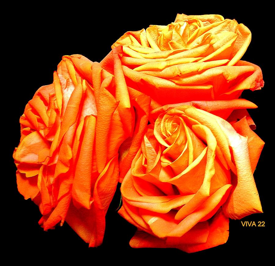 Orange Euphoria Rose Photograph by VIVA Anderson