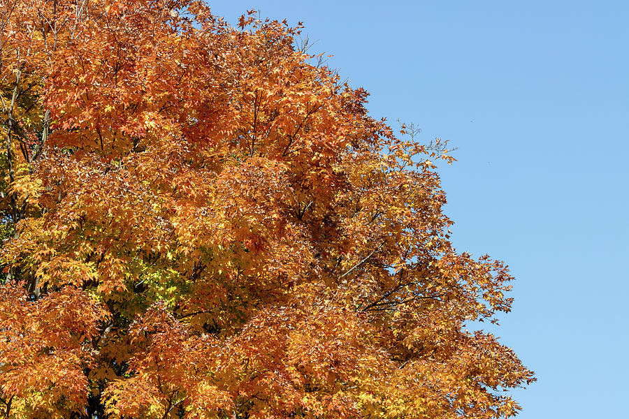 Orange Fall leaves on a Color Majestic Oak Tree Photograph by Jack R Perry