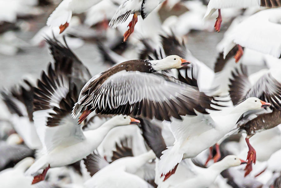 Orange Feet and Snow Geese Photograph by Connie Allen Fine Art America