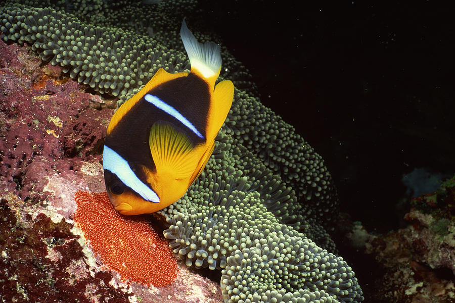 Orange-fin clownfish by carpet sea anemone Photograph by Comstock Images