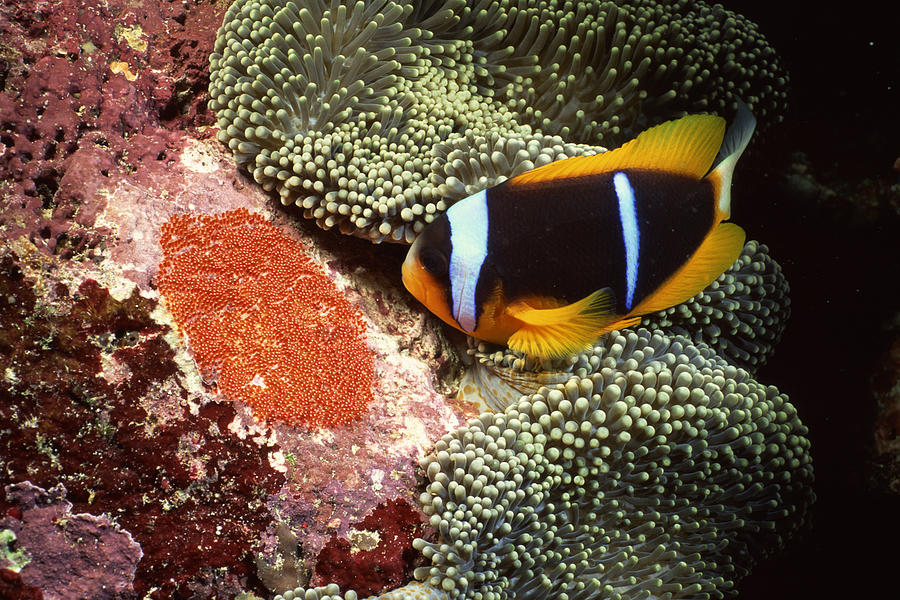 Orange-fin clownfish by sea anemone Photograph by Comstock Images