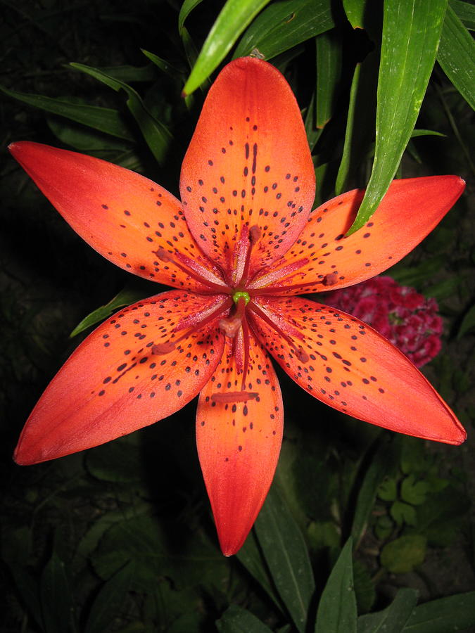 Flower Photograph - Orange Fire lily by Gar Di