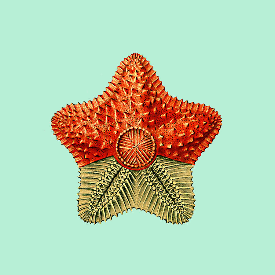 Orange Fish Star Digital Art by Greg Sharpe
