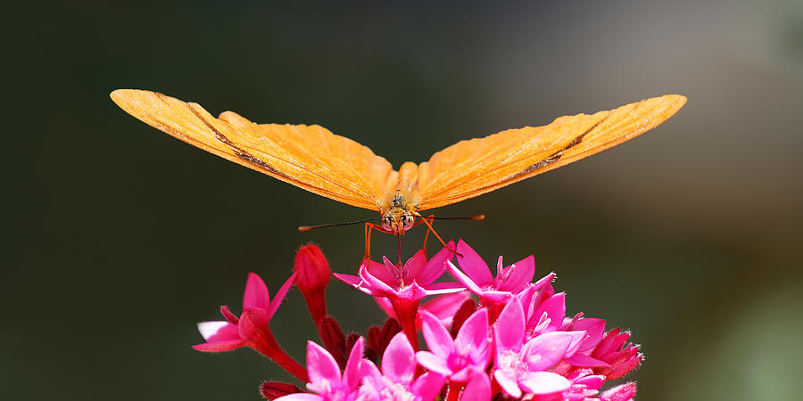 Orange Flame - Julia Longwing Butterfly Photograph by KJ Swan