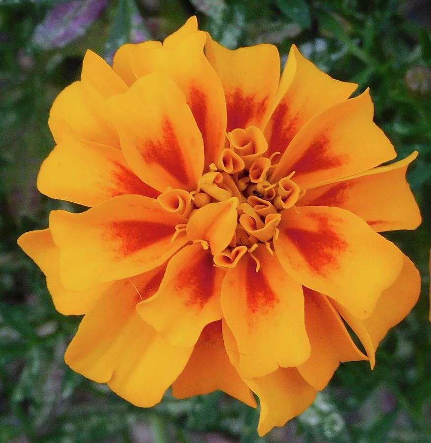 Orange Flame Marigold Photograph by Amy Szczepanski - Pixels