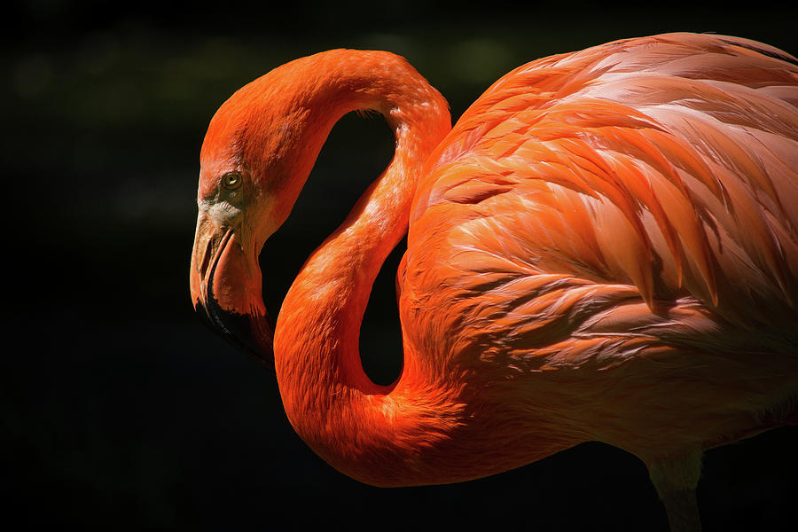 Orange Flamingo Photograph by World Art Collective