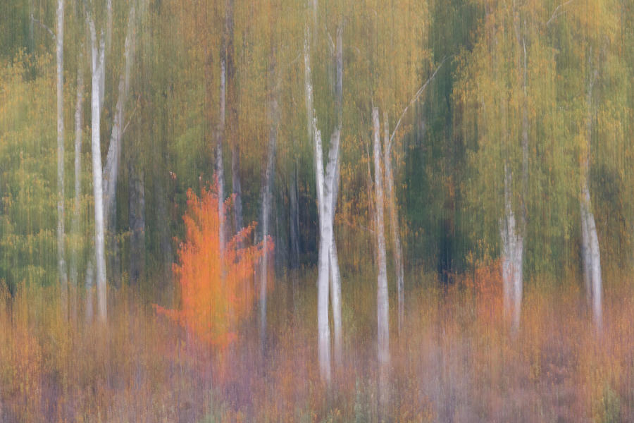 Orange Flare Forest Blur Photograph by Patti Deters