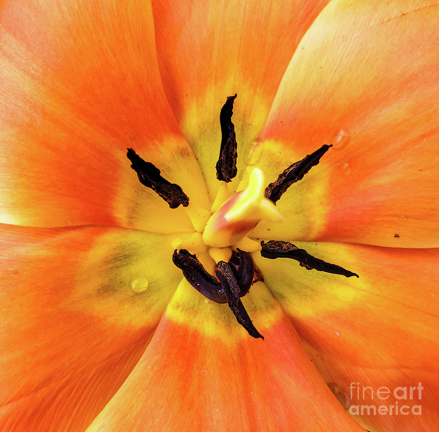 Orange Floral Closeup Macro Photograph by David Millenheft