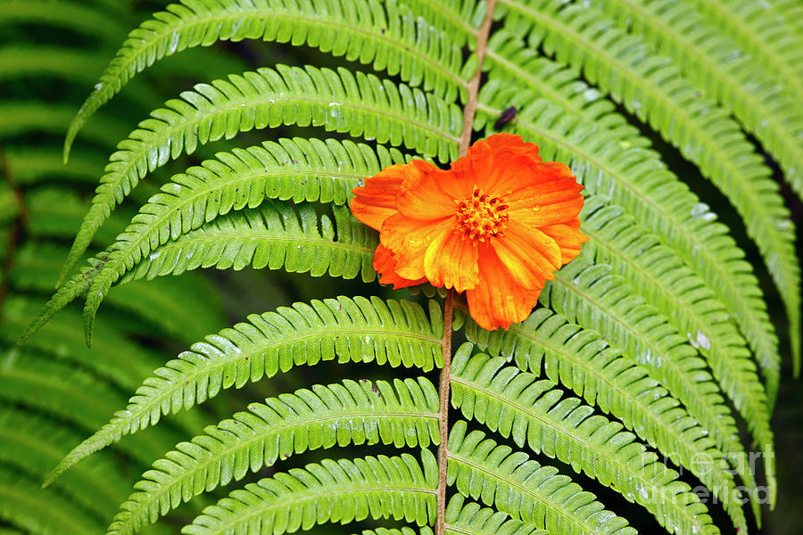 Orange flower and green fern Photograph by James Brunker