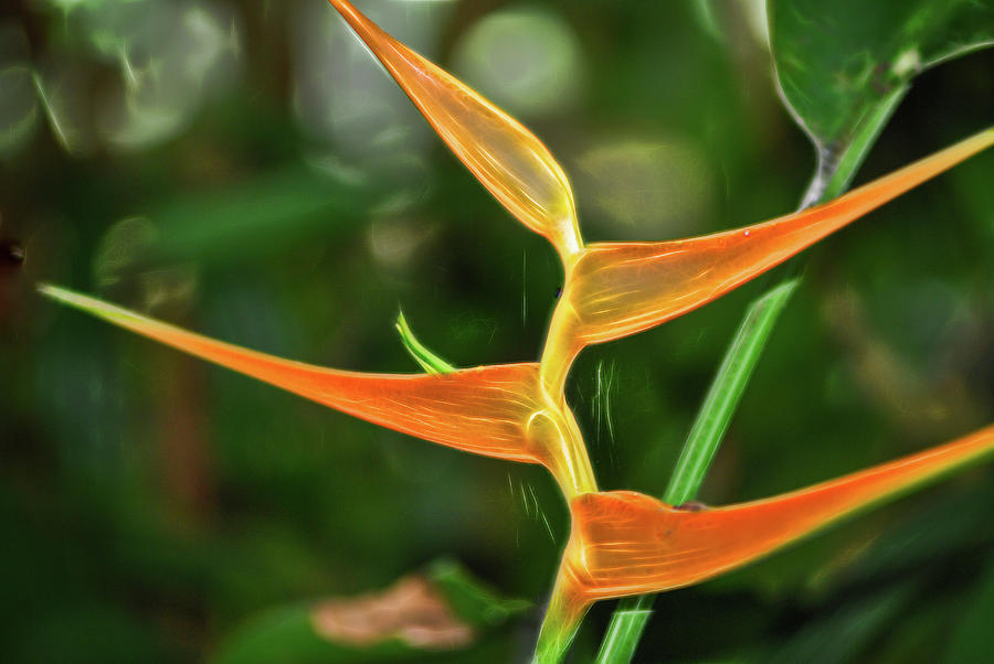 Orange Flower at Botanical Gardens Photograph by Cordia Murphy