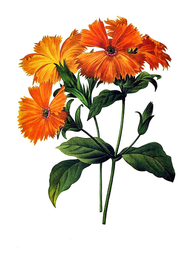 Orange Flower Bouquet Digital Art by Long Shot