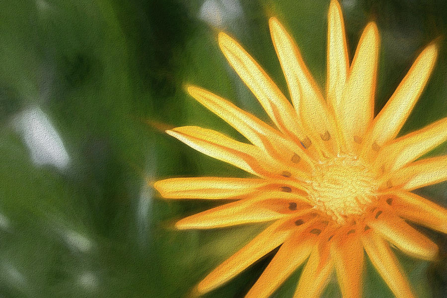 Orange Flower CC Photograph by Alison Frank