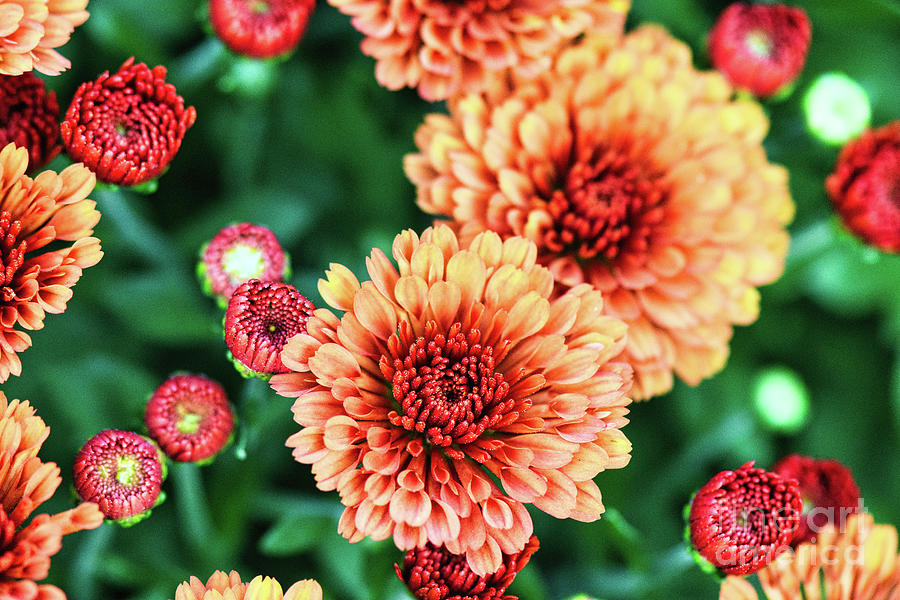 Bright Orange Chrysanthemum Flowers close up Photograph by Abigail Diane Photography