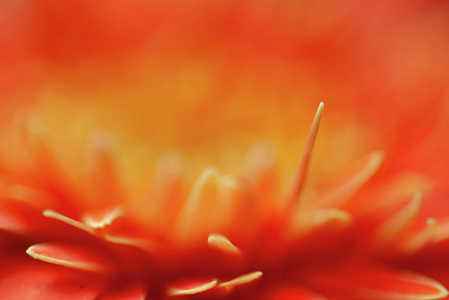 Orange Flower Close-up Photograph by David Simchock