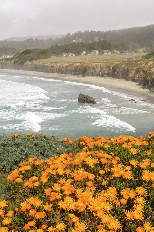 Orange flower coast landscape Photograph by Mike Fusaro