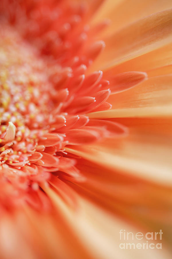 Orange Flower Photograph by David Lichtneker