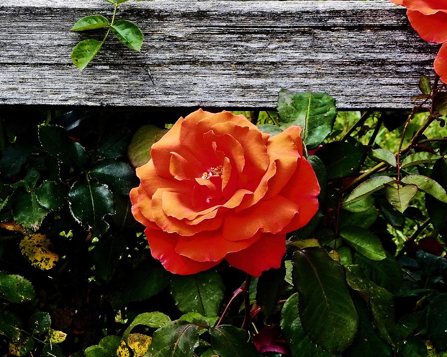 Orange Flower Fence Photograph by Andrew Lawrence