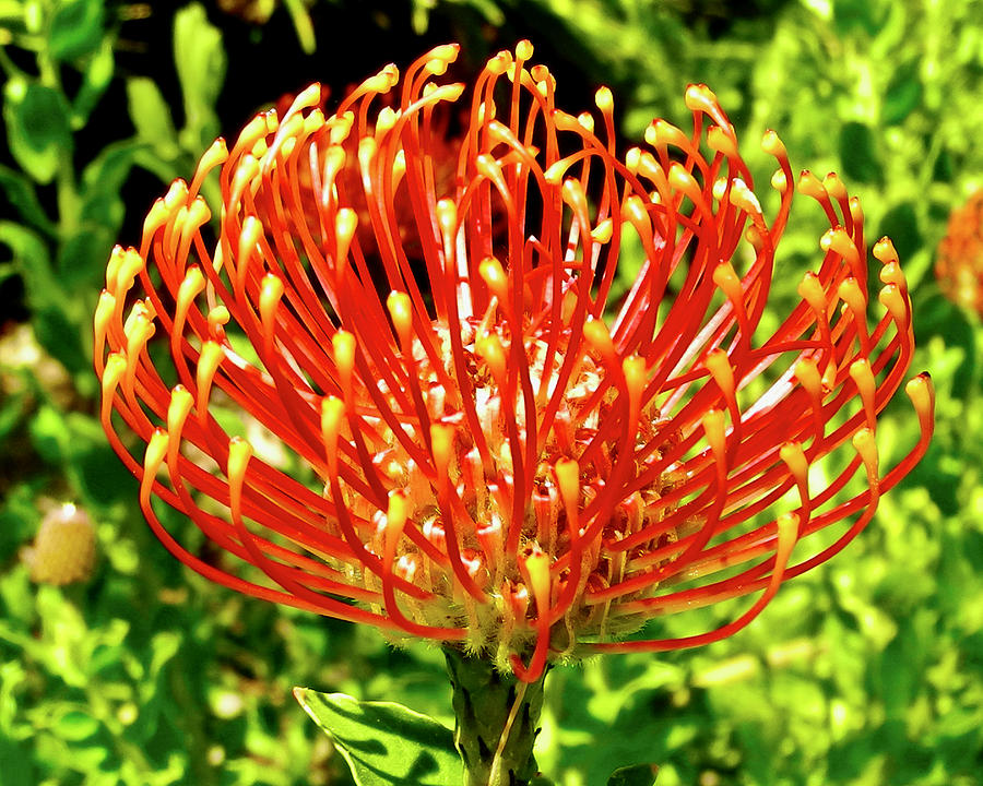 Orange Flower in San Diego Zoo Safari Park near Escondido, California ...