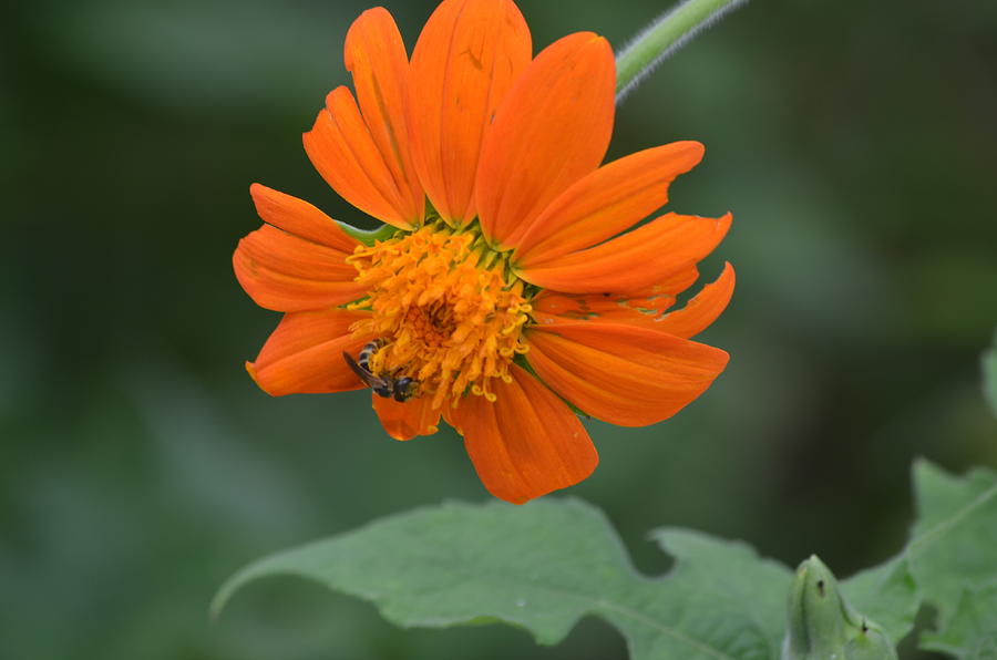 Wildlife Photograph - Orange Flower by Jennifer LaPoint