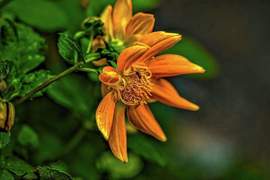Orange Flower #l4 Photograph
