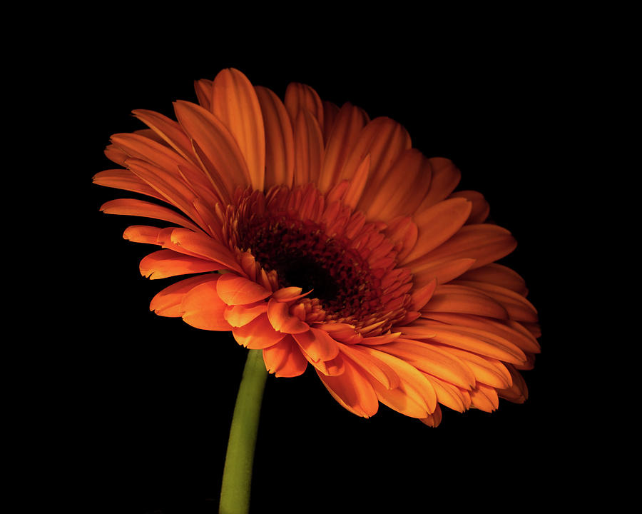 Orange Flower Light and Shadow Photograph by R Scott Duncan
