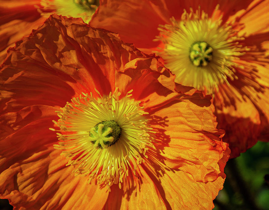 Orange Flower Photograph by Matthew Bamberg