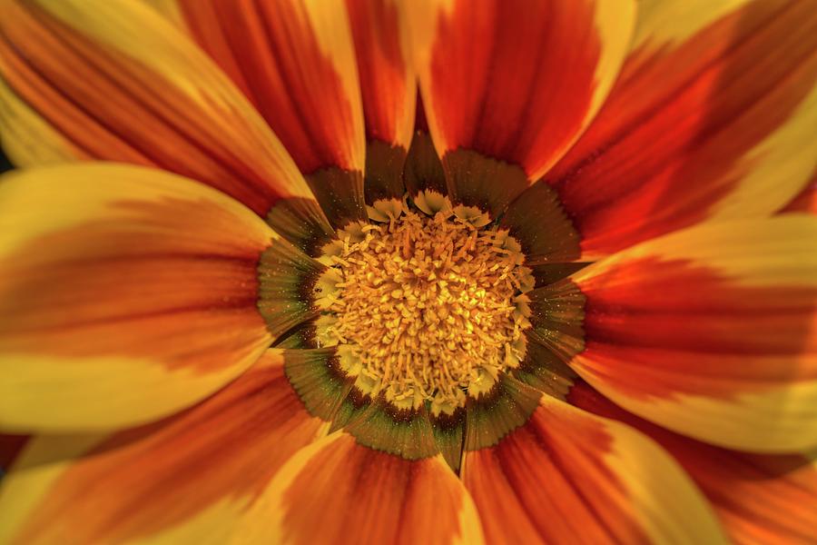 Orange Flower Photograph by Nicholas Rocco - Fine Art America