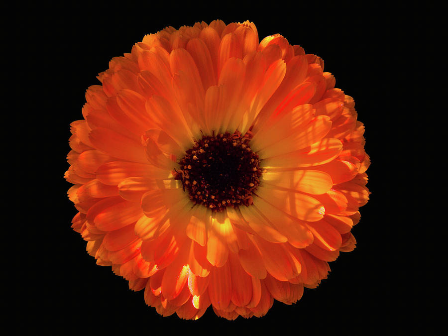 Orange Flower On Black Digital Art by David Desautel