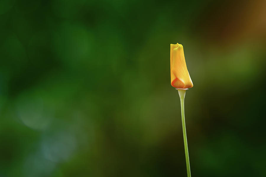 Orange Flower on Green Photograph by Scott Norris