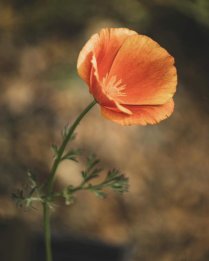 Orange Flower Photograph by Rick Nelson