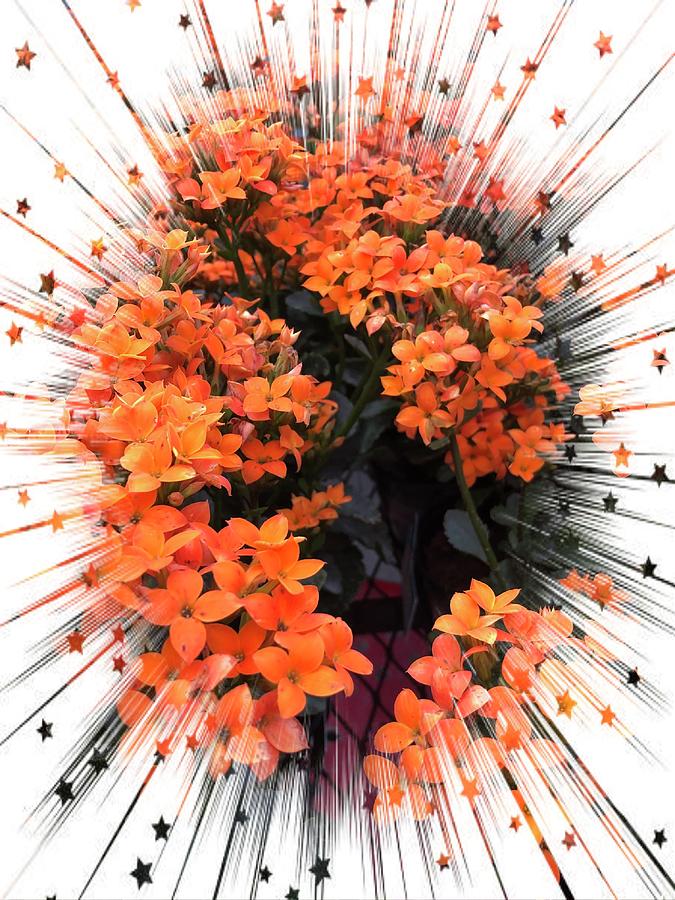 Flowers Still Life Digital Art - Orange Flower Starburst by Audreen Gieger