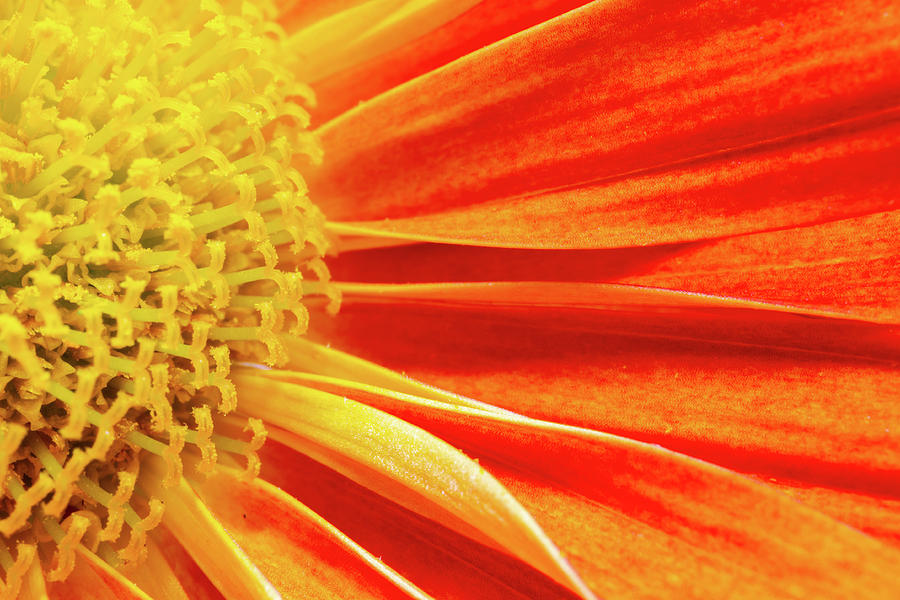 Orange flower Photograph by Viktor Wallon-Hars