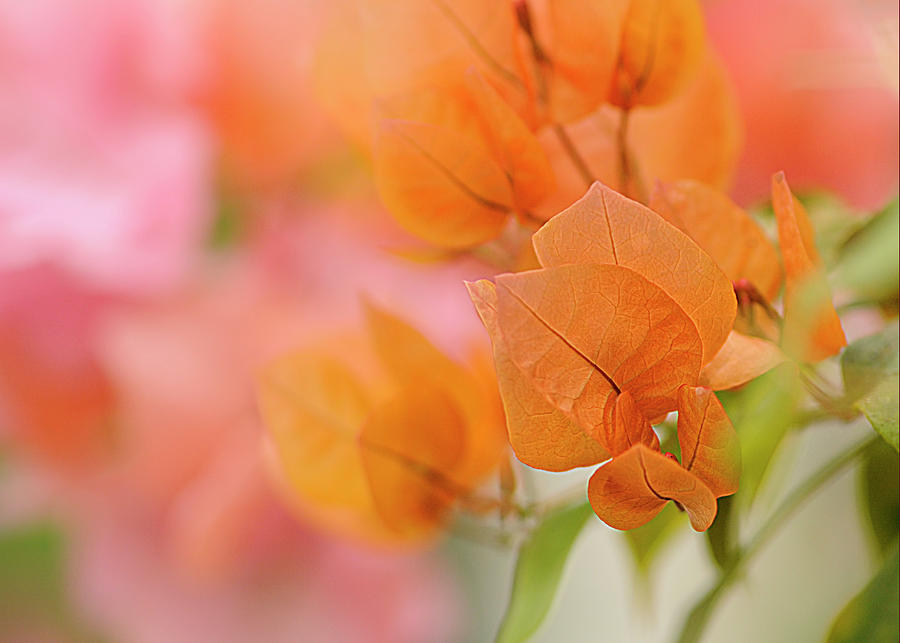 Orange flower with bokeh Photograph by Cordia Murphy
