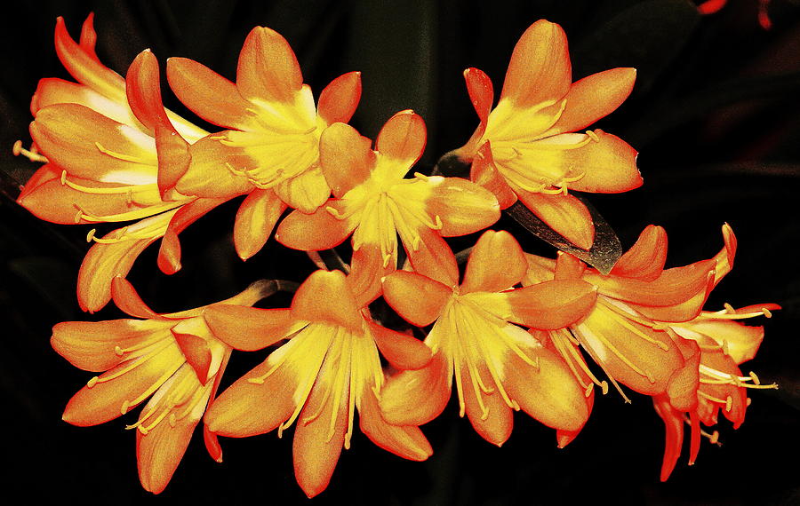 Orange Flowers 19 Photograph by Daniel Thompson