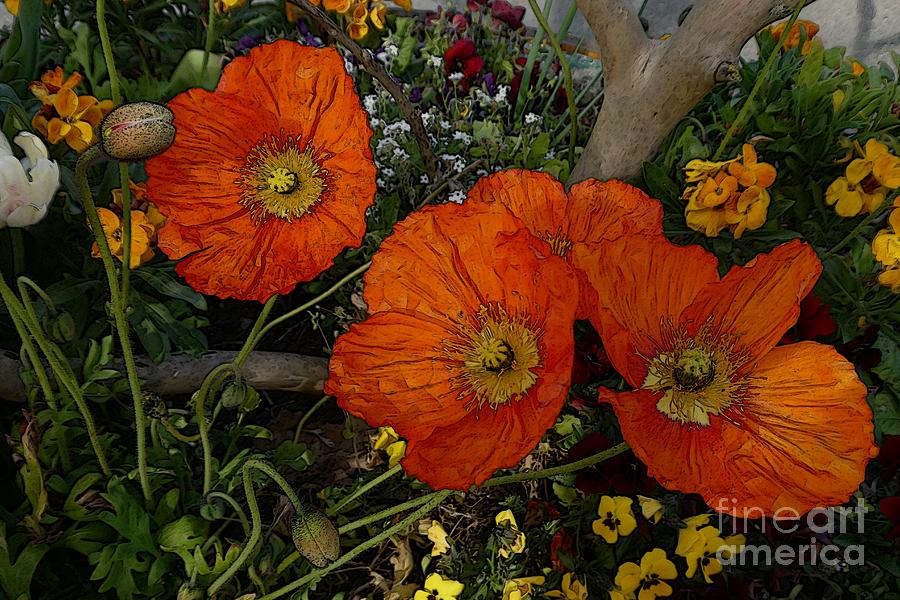 Orange Flowers 6 Photograph