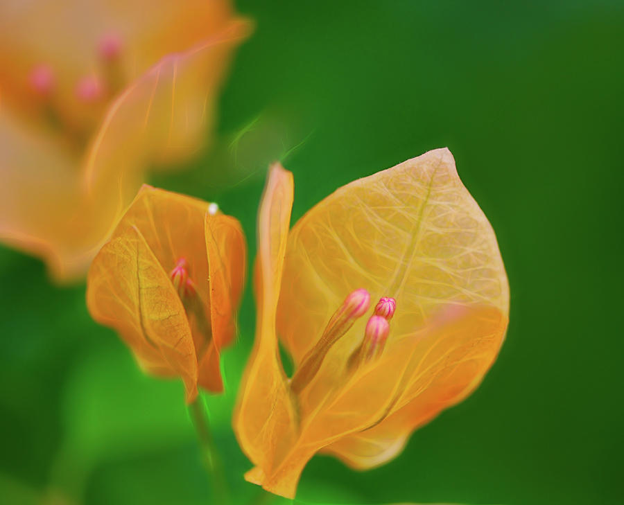 Orange Flowers Photograph - Orange flowers at Botanical Gardens by Cordia Murphy