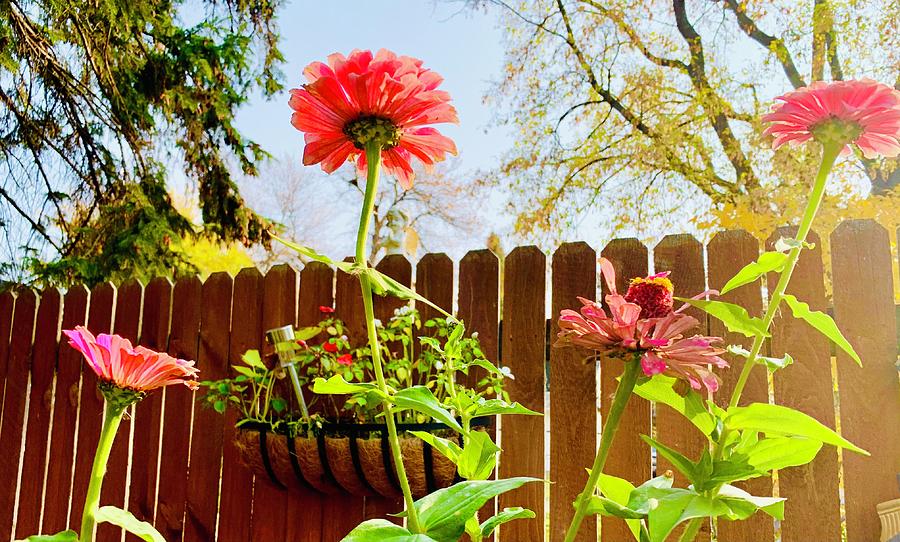 Orange flowers Digital Art by Laurie Hemmer - Fine Art America